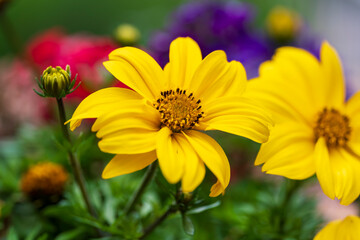 Close up view to yellow flower with soft bokeh background during summer time