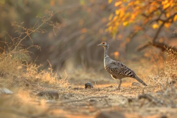 Grey francolin (Francolinus pondicerianus) , Ranthambhore National Park, Rajasthan, India