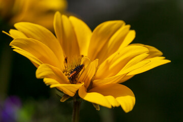 Close up view to yellow flower with soft bokeh background during summer time