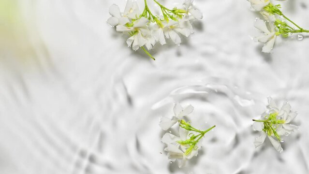 Slow motion of falling jasmine flowers on water surface