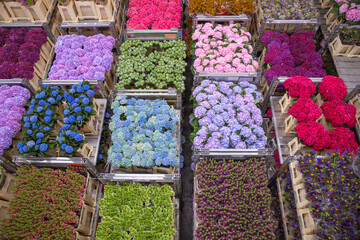 fresh cut flowers in Aalsmeer Royal flora Holland auction