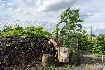 Compost heap in the garden with pumpkin plants and sunflower