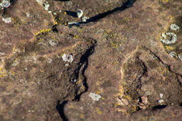 lichen on stone