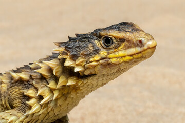 The Sungazer (Smaug giganteus) is a species of lizard from sub-Saharan Africa.