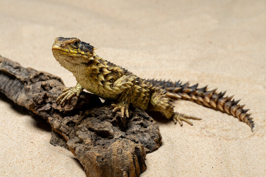 The Sungazer (Smaug giganteus) is a species of lizard from sub-Saharan Africa.