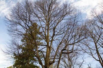 Fototapeta premium trees in the sky