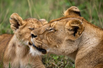 Fototapeta premium Mother lioness licking her cub in Masai Mara.