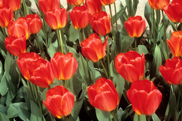 Fototapeta premium Tulipa spp.hybride de Darwin 'Orange Qeen', Tulipe