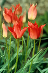 Tulipa linifolia reg. , Tulipe