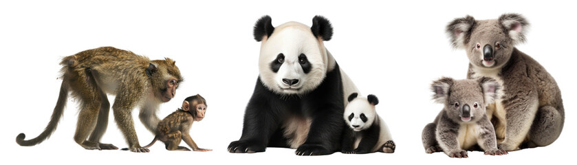 Fototapeta premium PNG Animal family mom and baby cut out element set