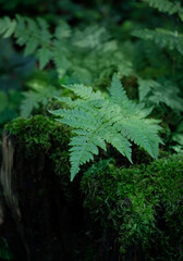 Green fern plant grow in forest, dark natural background. Beautiful wild plants leaves texture....