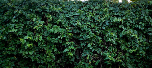 Wall texture background, leaves of the Cissus type Possum Vine species, Cissus leaf wallpaper