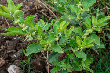 Ashwagandha green plant or withania somnifera plant grow in garden. ayurvedic medicine plant