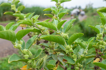Ashwagandha green plant or withania somnifera plant grow in garden. ayurvedic medicine plant
