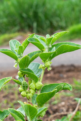Ashwagandha green plant or withania somnifera plant grow in garden. ayurvedic medicine plant
