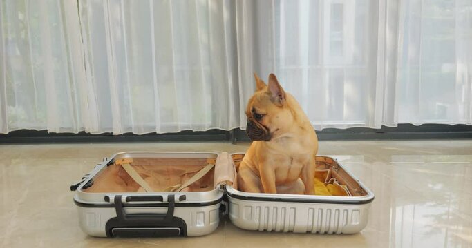 Humorous French Bulldog puppy sits in open, empty suitcase, lazily yawning and looking with surprise at empty side. Cute dog seems unprepared for travel, procrastinating of packing