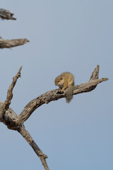A Tree Squirrel sitting on a branch with blue sky as background, Kruger National Park. 