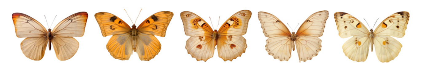 Fototapeta premium Real Pressed butterfly animal insect png cut out element set