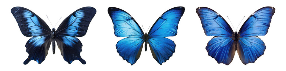 Obraz premium Real Pressed butterfly animal insect png cut out element set