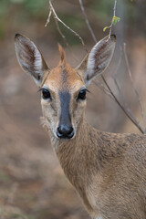 Portrait of a female Common Duiker alert with a blurred background, Kruger Park. 