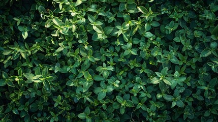 Fototapeta premium Background texture with bright green grass 