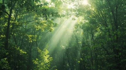 Fototapeta premium Sunlight streams through the leaves, casting delicate shadows on the forest floor