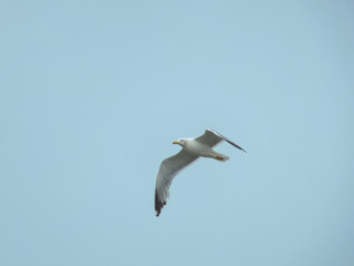 Obraz premium goéland en vol 