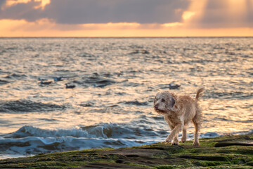 Running dog on the beach at sunset