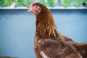 Female chickens in the chicken coop are raised to eat eggs. Eggs can be collected every day.