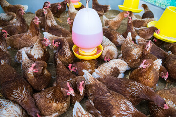 Female chickens in the chicken coop are raised to eat eggs. Eggs can be collected every day.