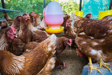 Female chickens in the chicken coop are raised to eat eggs. Eggs can be collected every day.