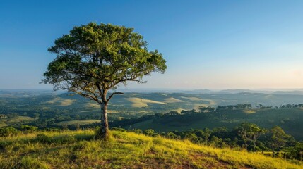 Obraz premium A lonely little tree on a hillside overlooking the forest and cloudless blue sky 