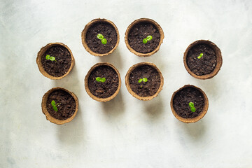 Set of peat pots with seedlings. Gardening and planting at home