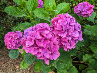 Macro of hydrangeas in pink and purple colours at the Italian garden, photographed on a sunny summer's day