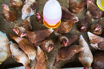 Female chickens in the chicken coop are raised to eat eggs. Eggs can be collected every day.