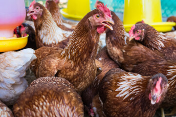 Female chickens in the chicken coop are raised to eat eggs. Eggs can be collected every day.