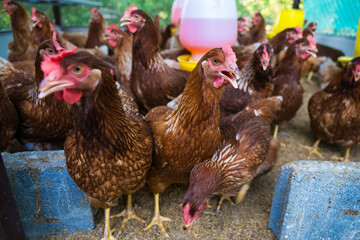 Female chickens in the chicken coop are raised to eat eggs. Eggs can be collected every day.