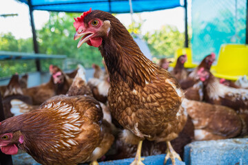 Female chickens in the chicken coop are raised to eat eggs. Eggs can be collected every day.