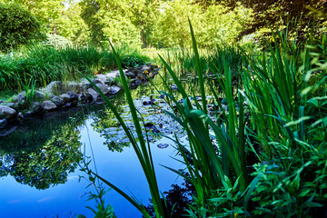 Beautiful sunny day at the botanical garden, small pond reflecting trees and blue sky