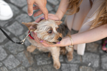 People petting a Yorkshire Terrier dog close up. Pets.