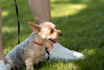 Yorkshire Terrier dog sits on the grass near the owner's feet. Pets.