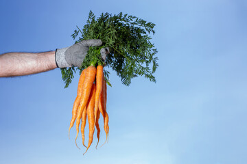 Bunch of bright orange carrots with long leafy green tops held up against clear blue sky....