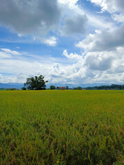 Obraz premium The beautiful view of the rice fields turns yellow during the day
