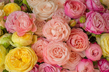 floral background of peony roses of delicate flowers. Flat view at the top.