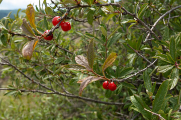 Juicy red berries on a branch. Willow leaf cherry. Prunus incana