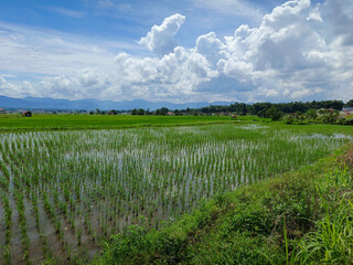 Lanscape view Ricefield and blue sky in indonesia, During the day the sun is hot with a beautiful view of the rice fields