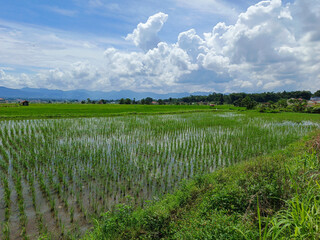 Fototapeta premium Lanscape view Ricefield and blue sky in indonesia, During the day the sun is hot with a beautiful view of the rice fields