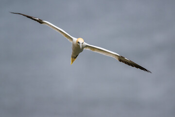 Northern Gannet, Morus bassanus, birds in flight over cliffs, Bempton Cliffs, North Yorkshire, England