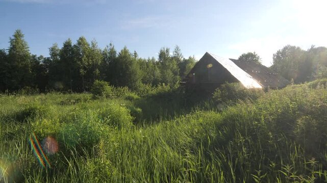 Abandoned wooden barn. The barn is overgrown with grass and bushes.