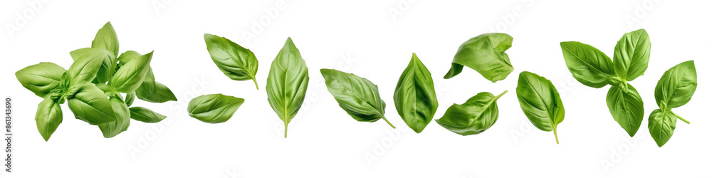 Wall mural fresh basil leaves border png set